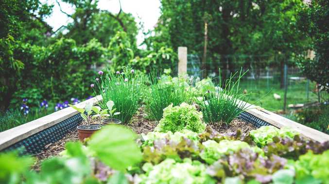 It's time to get your veggie garden ready for Summer!