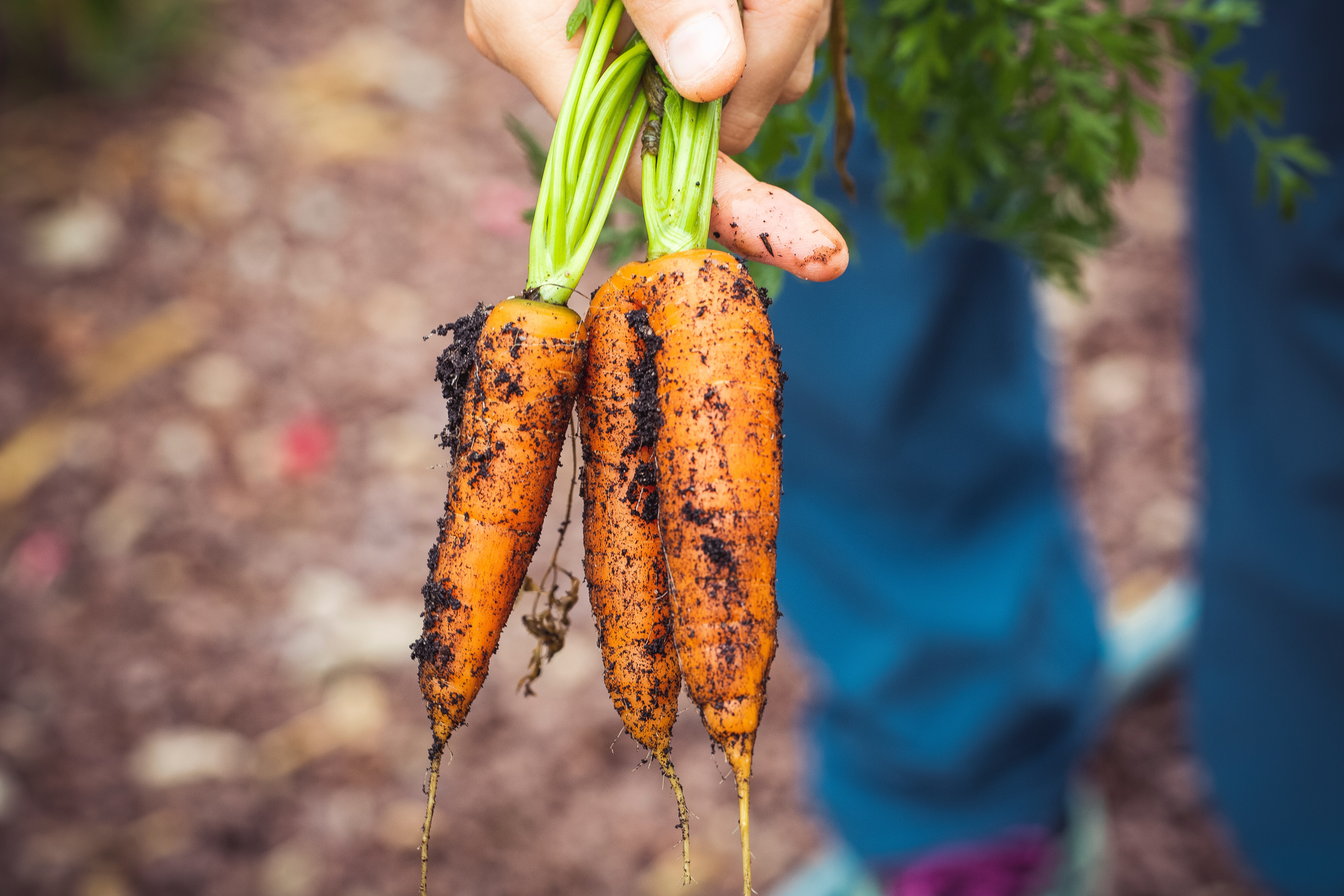 Carrots thrive in temperate and cool zones