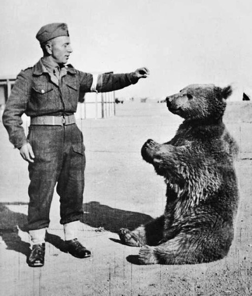 Wojtek was an unlikely ally for the Polish forces in WWII.