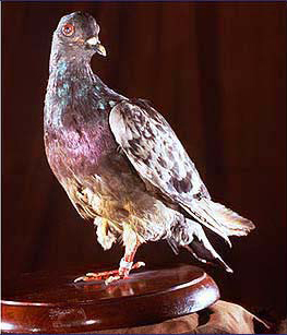 Cher Ami on display in the Smithsonian Museum. Photo: United States Signal Corps