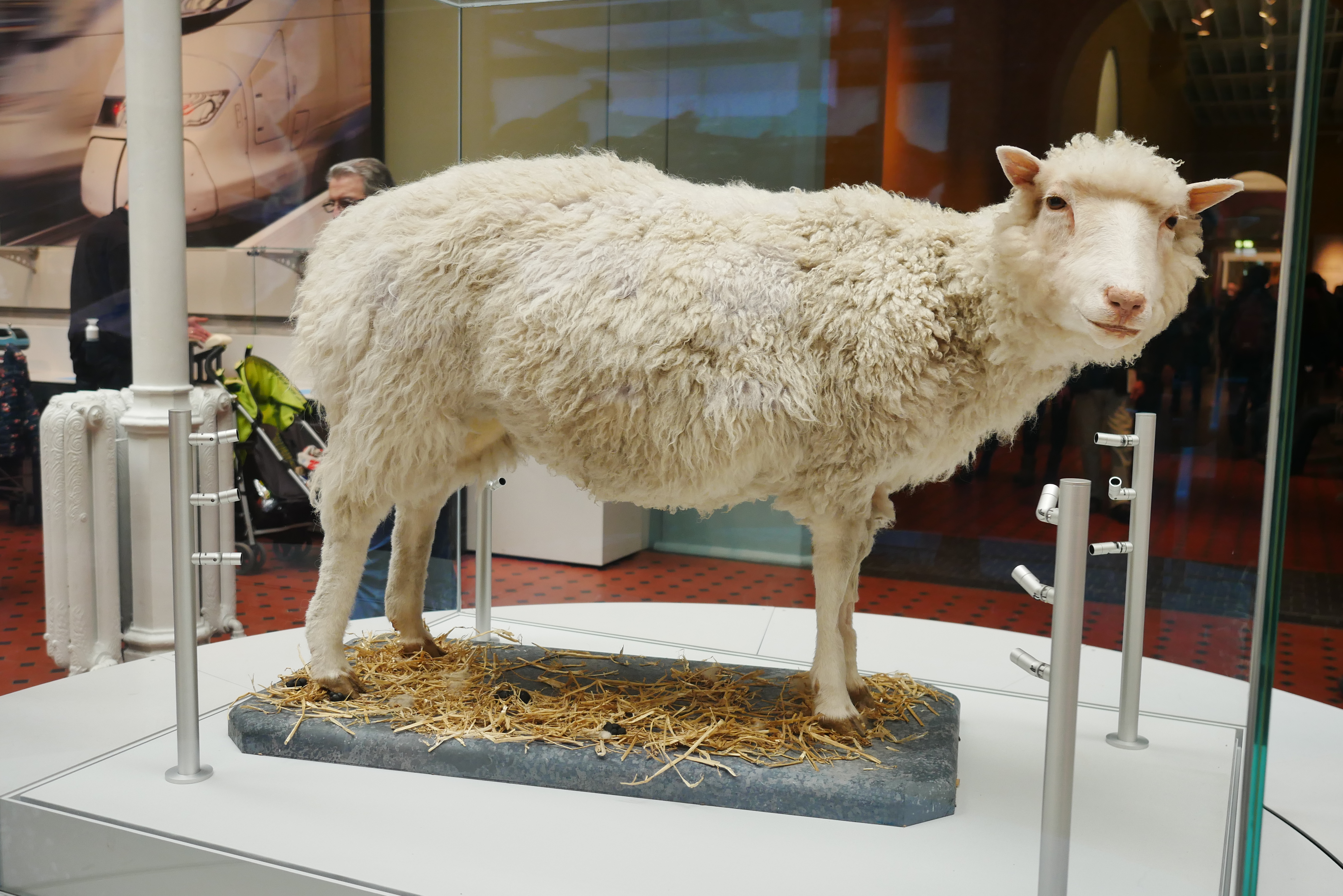 Dolly on display in the National Museum of Scotland in Edinburgh