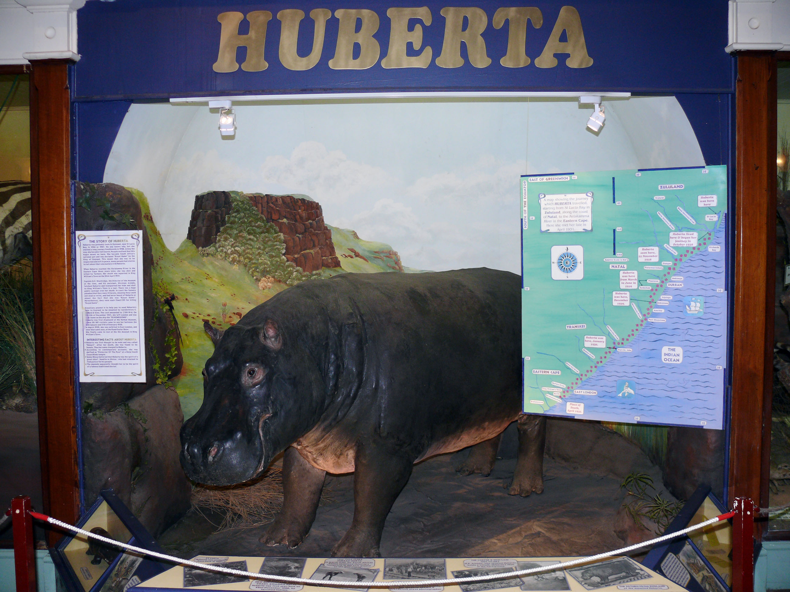 Huberta the Hippo captivated a nation with her adventures. Photo: Morné van Rooyen, Attribution, via Wikimedia Commons