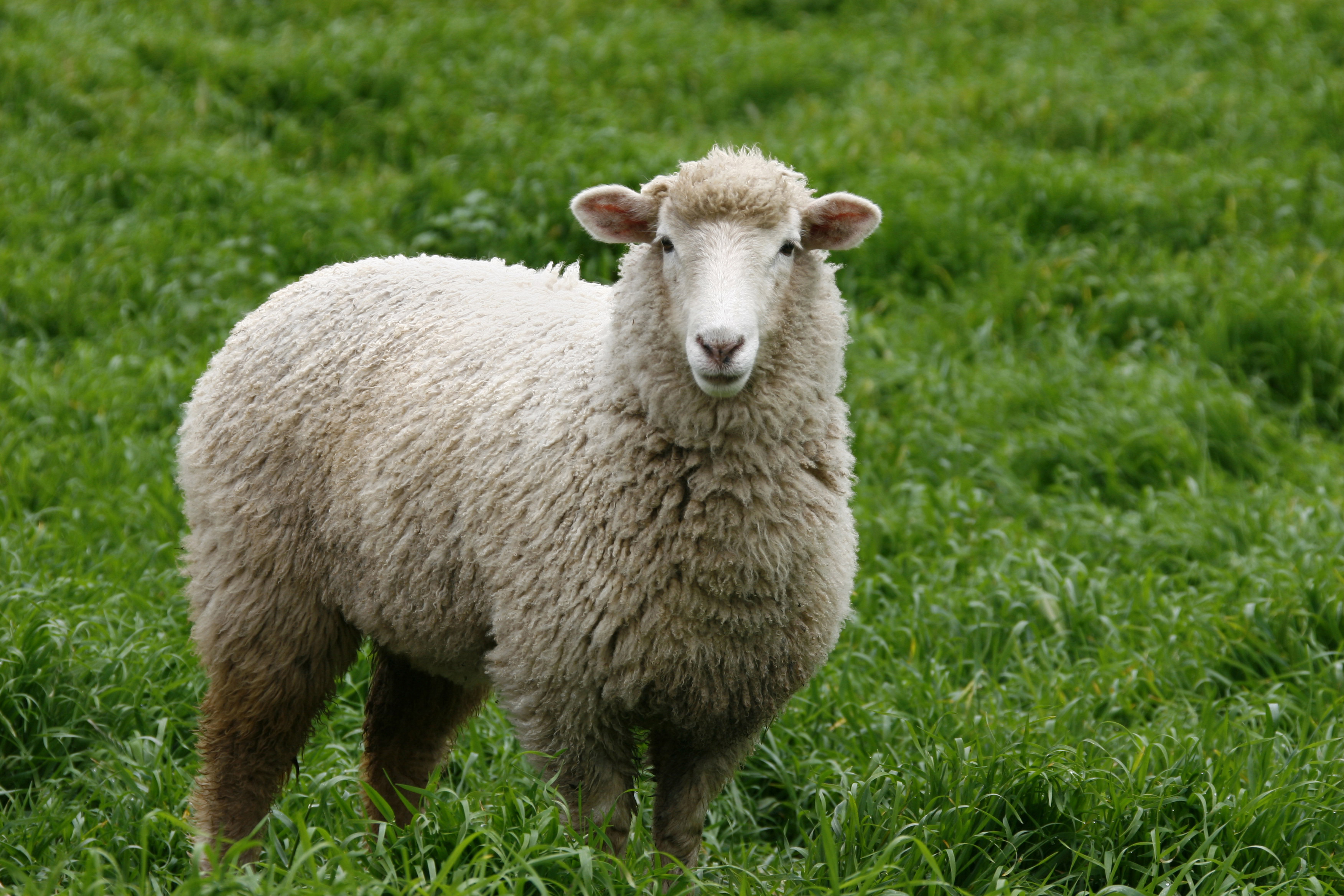 Montauciel was an ordinary sheep who did extraordinary things. 