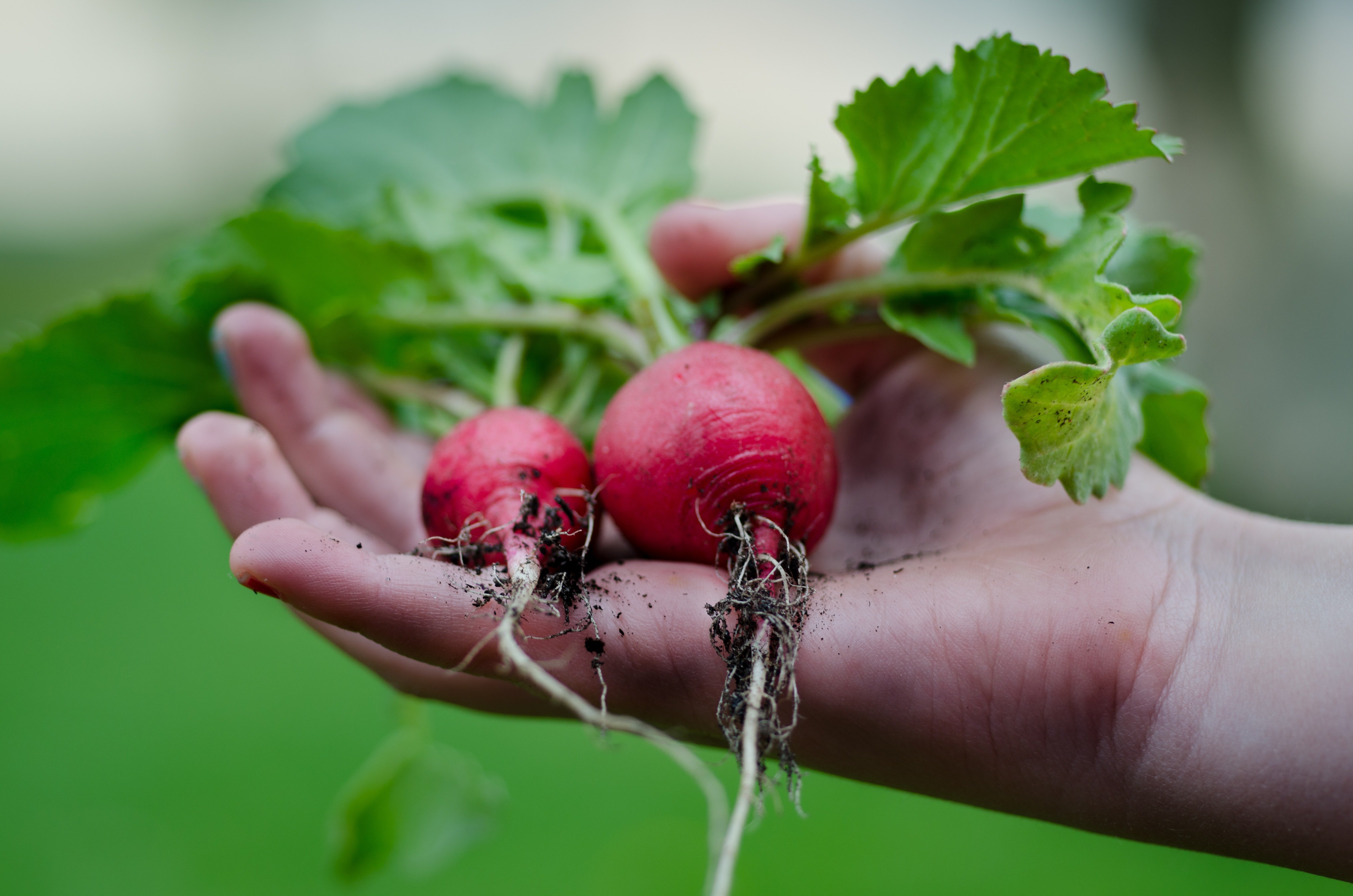 Growing edible plants can be both trendy and rewarding!