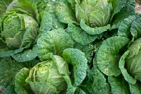 In most of the country, now is the time to plant cabbage!