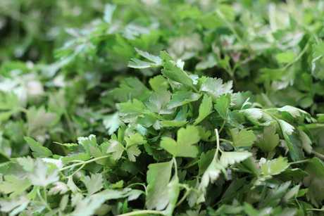 Coriander will thrive anywhere in the country this Autumn.