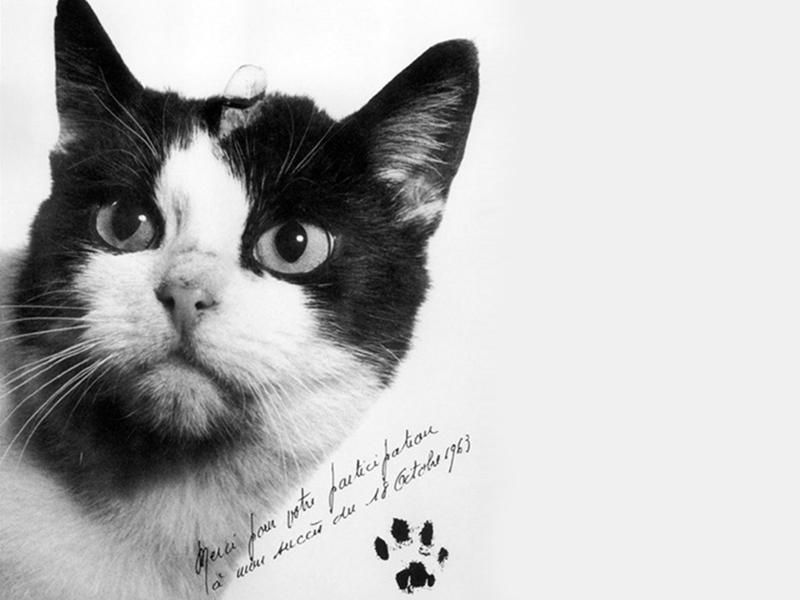 Félicette was a former stray cat turned space exploration pioneer.