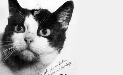 Tribute to cats who lived amazing nine lives