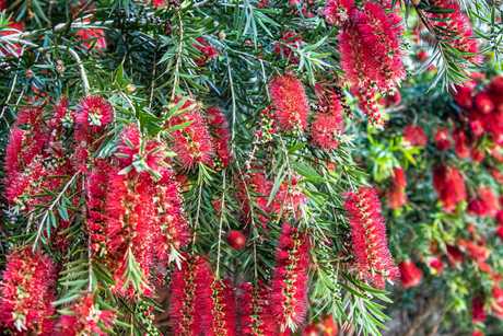 Native plants are a cost-effective and beautiful way of upgrading a garden. 