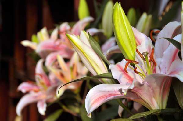 Ideas on what to do with funeral flowers after a funeral