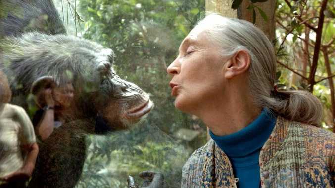 Jane Goodall, the world's foremost authority on chimpanzees, has died, aged 91